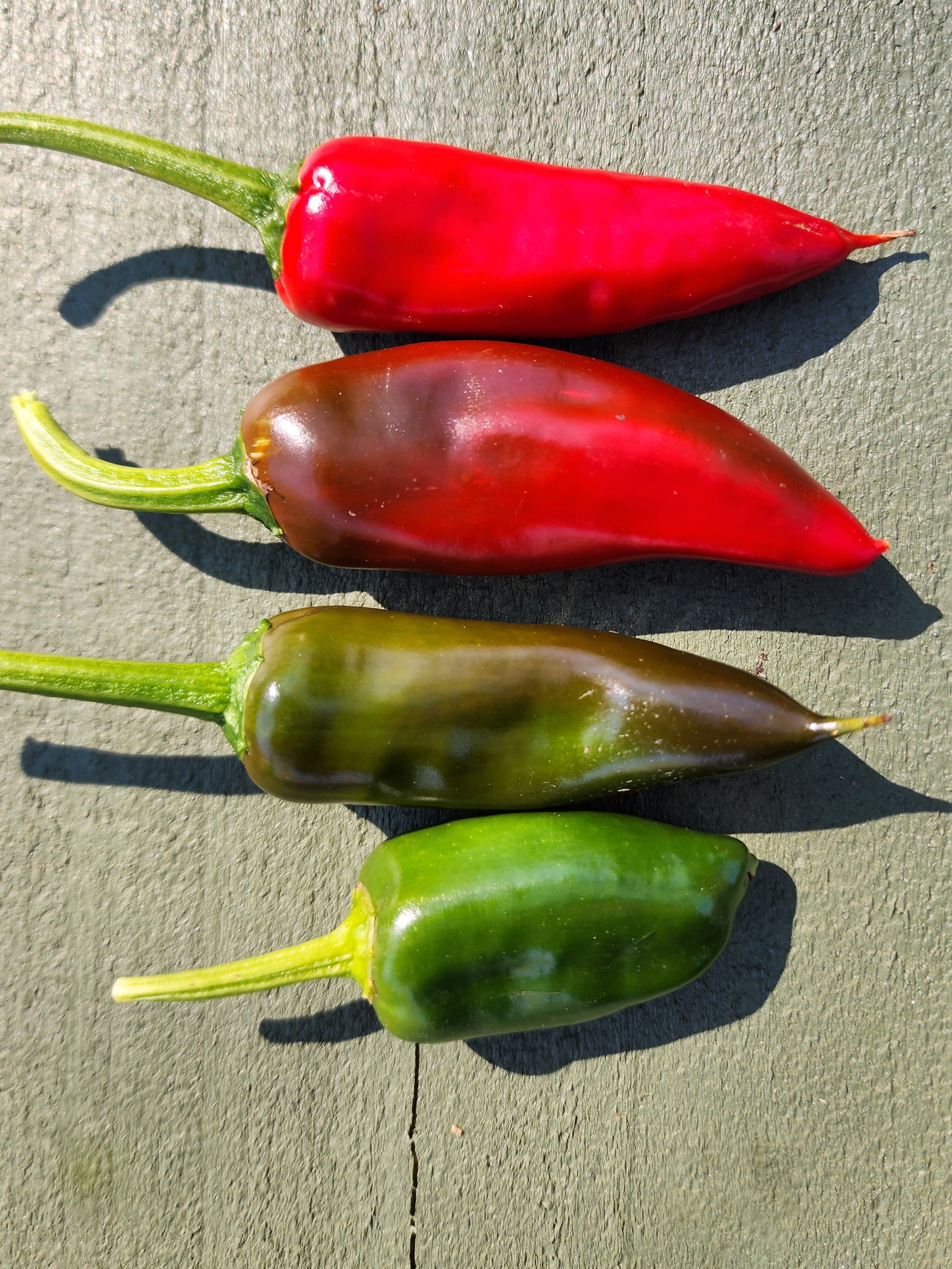 Pot-a-Peño (Dwarf Jalapeño) Hot Pepper