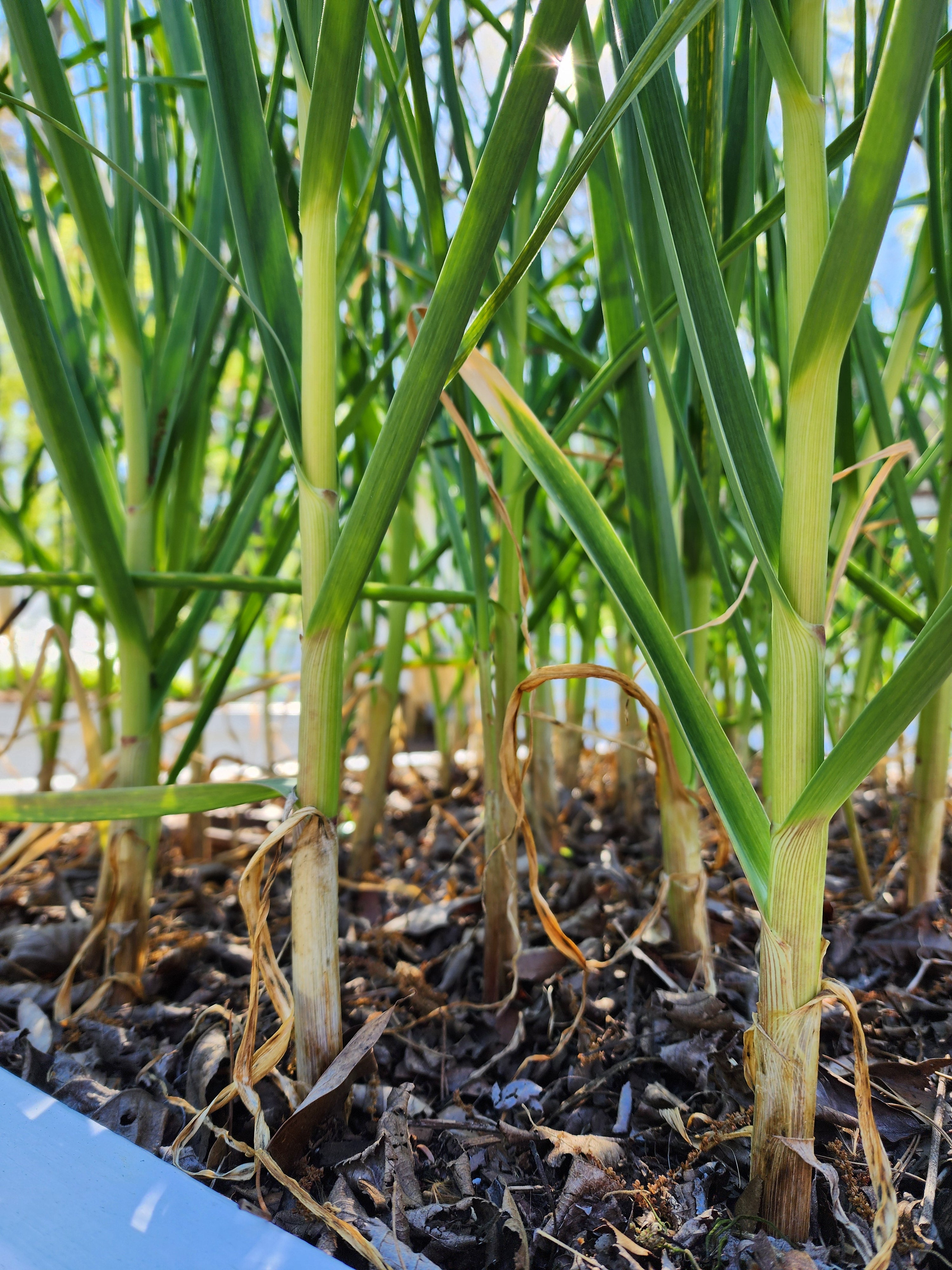 Inchelium Red Softneck Garlic