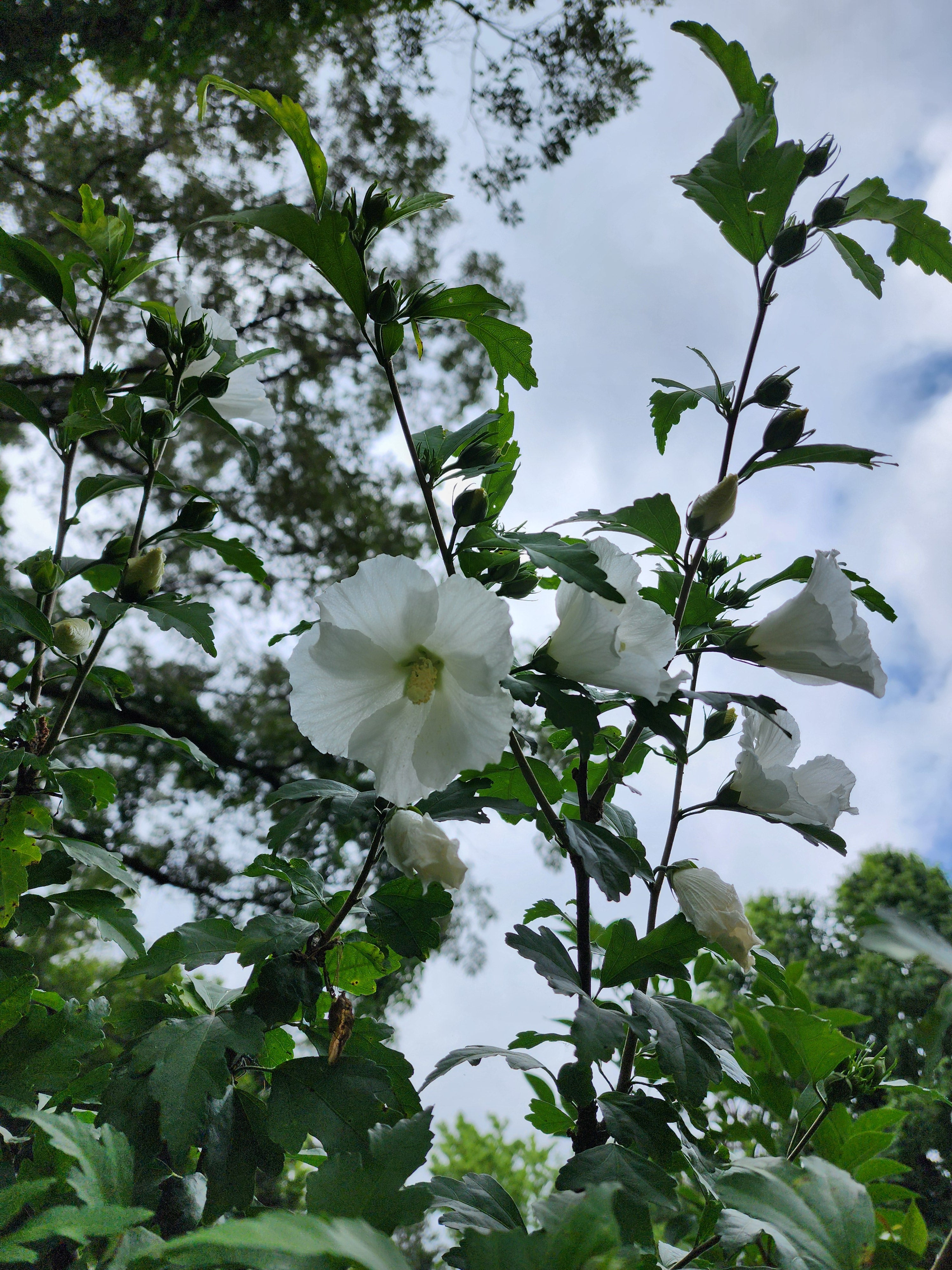 White Rose of Sharon